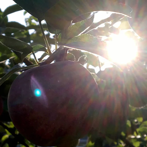 Fruit Doux Pomme Poussant Sur Arbre Avec Des Feuilles Vert — Photo