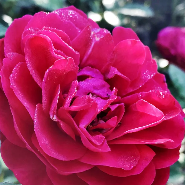 Flor Floreciente Rosa Con Hojas Verdes Naturaleza Natural Viva Aroma — Foto de Stock