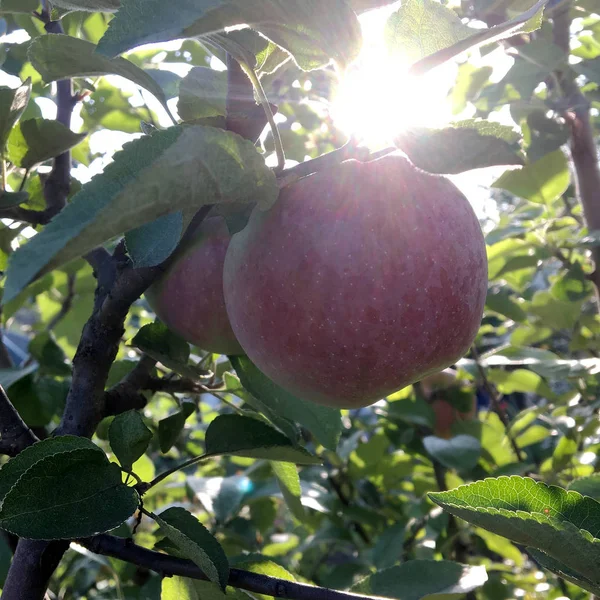 Słodkie Owoce Jabłko Rosnące Drzewie Liści Zielony Naturalnych Roślin Wiszące — Zdjęcie stockowe