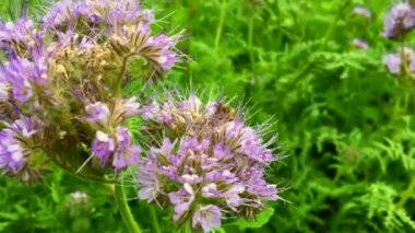 Kanatlı arı yavaş bitki, çiçek gelen özel arı kovanı bal için toplamak nectar için uçar.