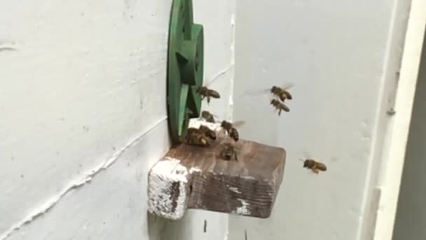 Hintergrund Sechseck Struktur Wachswaben Aus Bienenstock Gefüllt Mit Goldenem Honig — Stockvideo