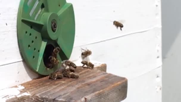 Hintergrund Sechseck Struktur Wachswaben Aus Bienenstock Gefüllt Mit Goldenem Honig — Stockvideo