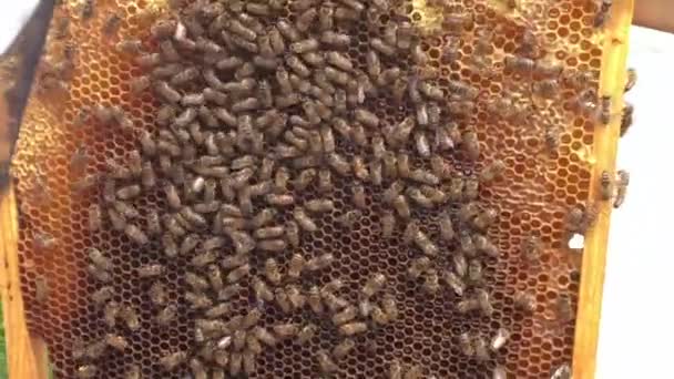 Hintergrund Sechseck Struktur Wachswaben Aus Bienenstock Gefüllt Mit Goldenem Honig — Stockvideo