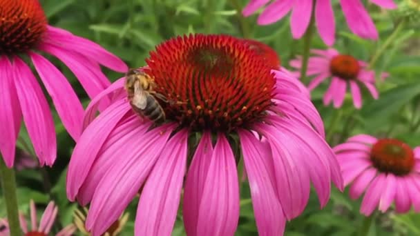 Gevleugelde Bee Langzaam Vliegt Naar Fabriek Verzamelen Nectar Voor Honing — Stockvideo