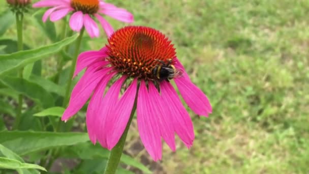 Kanatlı Arı Yavaş Bitki Çiçek Gelen Özel Arı Kovanı Bal — Stok video