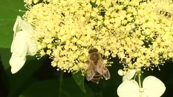 Gevleugelde Bee Langzaam Vliegt Naar Fabriek Verzamelen Nectar Voor Honing — Stockvideo