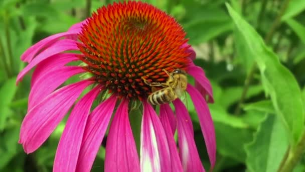 Abeja Alada Vuela Lentamente Planta Recoge Néctar Para Miel Colmenar — Vídeos de Stock