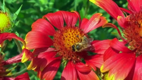 Flügelbiene Fliegt Langsam Zur Pflanze Sammelt Nektar Für Honig Auf — Stockvideo