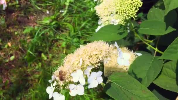 翼のある蜂はゆっくり植物 花から専用養蜂場の蜂蜜のために蜜を集めるに飛ぶ — ストック動画
