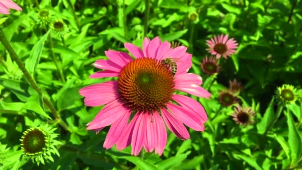 有翅膀的蜜蜂慢慢地飞到植物上 从花中收集蜂蜜在私人养蜂场上的花蜜 — 图库视频影像
