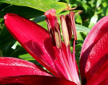 Çiçek açan çiçek yaprakları, doğa doğal yaşam, aroma buket flora ile. Çiçek içinde oluşan uzun pistil yuvarlak ercik, dokulu renkli bitki. Botanik çiçek grup üzerinden çiy çiçek.