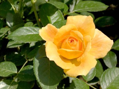 Çiçek açan çiçek doğa doğal, sıradışı aroma buket flora yaşayan yeşil yaprakları ile yükseldi. Gül çiçek uzun pistil, yuvarlak ercik, yeşil çim oluşan. Botanik çiçek demet gül çiçek üzerinden