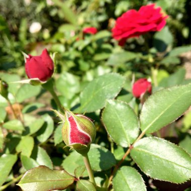 Çiçek açan çiçek doğa doğal, sıradışı aroma buket flora yaşayan yeşil yaprakları ile yükseldi. Gül çiçek uzun pistil, yuvarlak ercik, yeşil çim oluşan. Botanik çiçek demet gül çiçek üzerinden