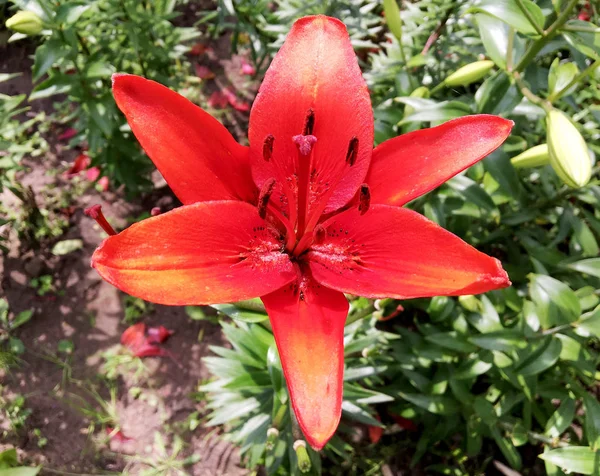 Blooming flower lily with green leaves, living natural nature, unusual aroma bouquet flora. Lily flower consisting of long pistil, rounded stamen, green grass. Botanical floral bunch from lily flowers