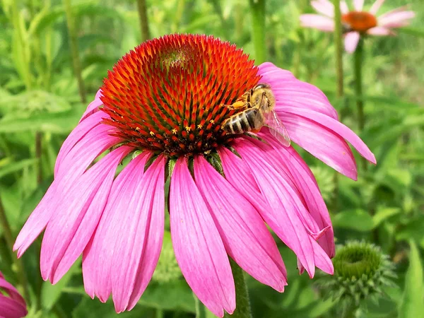 Крилата Бджола Повільно Літає Рослини Збирає Нектар Меду Приватній Пасіці — стокове фото