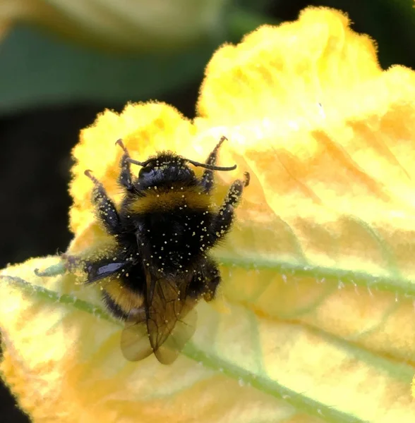 Langsam Fliegt Die Geflügelte Biene Zur Pflanze Sammelt Nektar Für — Stockfoto