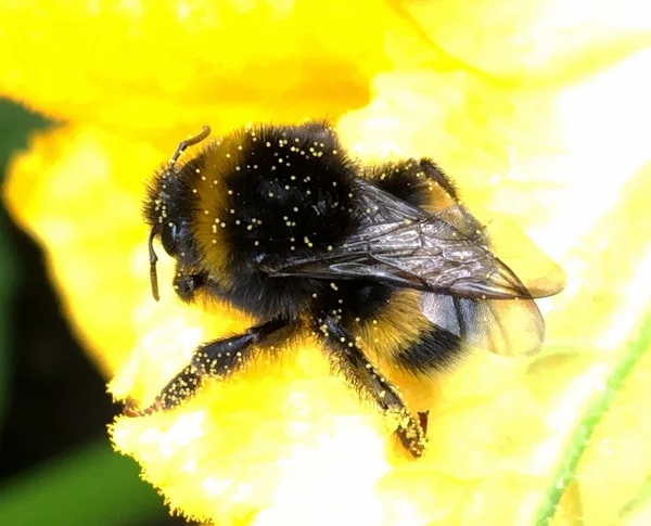Langsam Fliegt Die Geflügelte Biene Zur Pflanze Sammelt Nektar Für — Stockfoto