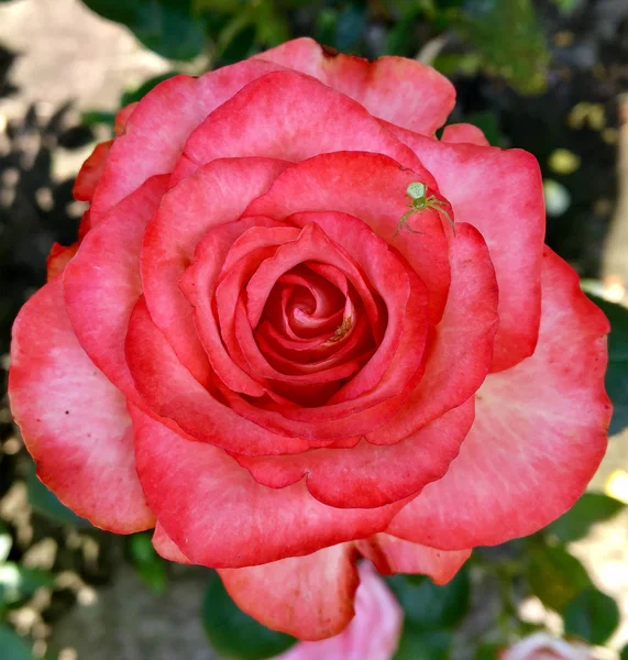 Flor Florescente Rosa Com Folhas Verdes Natureza Natural Viva Flora — Fotografia de Stock