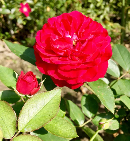 Цветущий Цветок Розы Зелеными Листьями Живой Природной Природой Необычным Ароматным — стоковое фото
