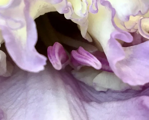 开花有叶子 自然自然 芳香花束植物 花内由长雌蕊 圆雄蕊 纹理色植物组成 植物花卉束从花在露水 — 图库照片