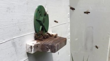 Arka plan altıgen doku, balmumu petek arı kovanı üzerinden altın bal ile dolu. Petek makro genel bakış balmumu sarı tatlı bal arı arı kovanı dan oluşan. Tatlım kovan arılar peteğin