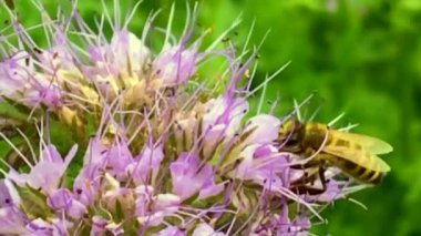 Kanatlı arı yavaşça bitkiye uçar, çiçekten özel arı kovanına bal koymak için nektar toplar. Güzel çiçekleri kapsayan bal tokası, arıların bacaklarında sarı polen. Ballı balın içindeki tatlı çiçek