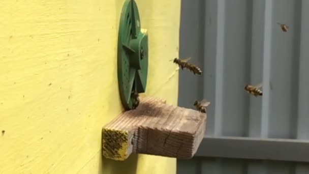 背景六角形テクスチャ ミツバチの巣箱からワックス ハニカムは 黄金の蜂蜜でいっぱい マクロの概要蜜蝋 蜂蜂の巣から黄色の甘い蜜で構成されるハニカム 蜂蜂の巣の蜂蜜蜂の巣 — ストック動画