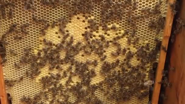 Hintergrund Sechseck Textur Wachswaben Aus Bienenstock Mit Goldenem Honig Gefüllt — Stockvideo