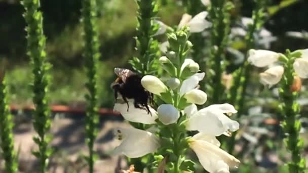 Winged Μέλισσα Πετάει Αργά Προς Φυτό Συλλέγουν Νέκταρ Για Μέλι — Αρχείο Βίντεο