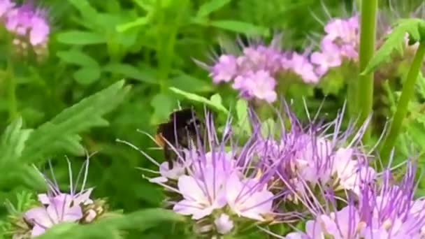 Kanatlı Arı Yavaşça Bitkiye Uçar Çiçekten Özel Arı Kovanına Bal — Stok video