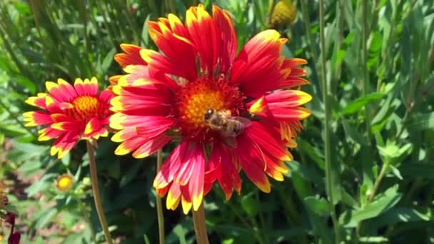 Abeille Ailée Vole Lentement Plante Recueillir Nectar Pour Miel Sur — Video