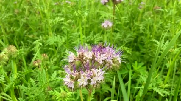 Abeille Ailée Vole Lentement Plante Recueillir Nectar Pour Miel Sur — Video