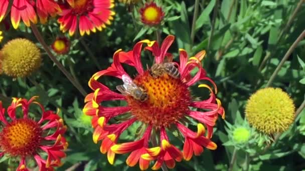 날개가 천천히 식물로 날아가서 꽃에서 양봉원에 클립은 아름다운 다리에 꽃가루로 — 비디오