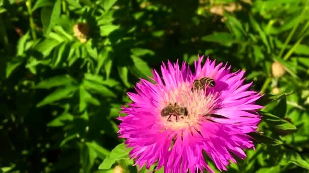 Langsam Fliegt Die Geflügelte Biene Zur Pflanze Sammelt Nektar Für — Stockvideo