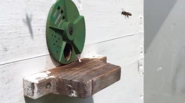 Arka plan altıgen doku, balmumu petek arı kovanı üzerinden altın bal ile dolu. Petek makro genel bakış balmumu sarı tatlı bal arı arı kovanı dan oluşan. Tatlım kovan arılar peteğin