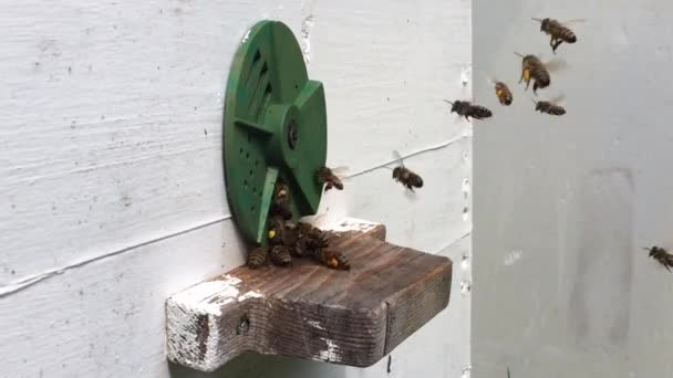 Hintergrund Sechseck Textur Wachswaben Aus Bienenstock Mit Goldenem Honig Gefüllt — Stockvideo