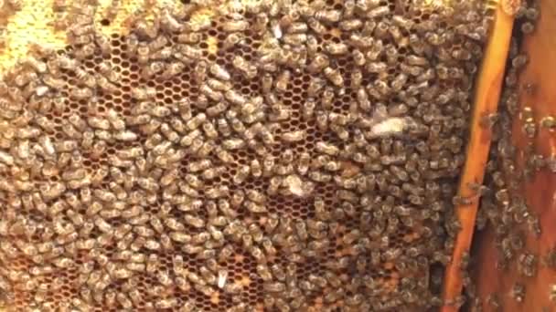 背景六边形纹理 蜡蜂窝从蜂巢充满金色蜂蜜 蜂巢由宏观概述蜂蜡 蜂蜂窝黄色甜蜂蜜组成 蜜蜂蜂巢 — 图库视频影像