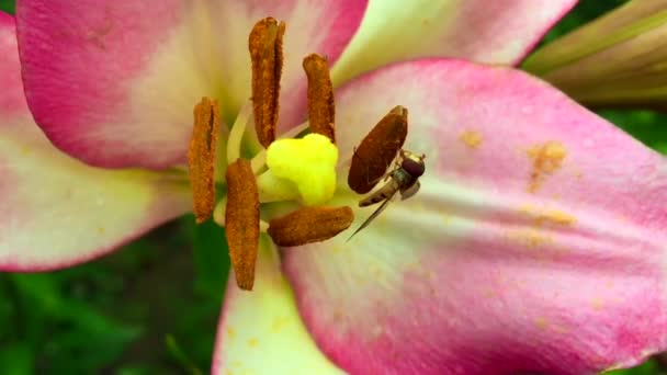 Vinged Bee Flyger Långsamt Till Växten Samla Nektar För Honung — Stockvideo