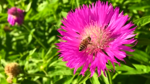 Abeja Alada Vuela Lentamente Planta Recoge Néctar Para Miel Colmenar — Vídeos de Stock