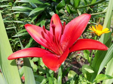 Doğa doğal, sıradışı aroma buket flora yaşayan yapraklarıyla yeşil çiçek açan çiçek zambağı. Lily çiçek uzun pistil, yuvarlak ercik, yeşil çim oluşan. Lily çiçekler den botanik çiçek Grup