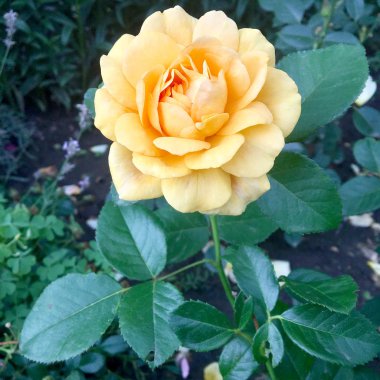 Çiçek açan çiçek doğa doğal, sıradışı aroma buket flora yaşayan yeşil yaprakları ile yükseldi. Gül çiçek uzun pistil, yuvarlak ercik, yeşil çim oluşan. Botanik çiçek demet gül çiçek üzerinden