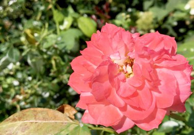 Çiçek açan çiçek doğa doğal, sıradışı aroma buket flora yaşayan yeşil yaprakları ile yükseldi. Gül çiçek uzun pistil, yuvarlak ercik, yeşil çim oluşan. Botanik çiçek demet gül çiçek üzerinden