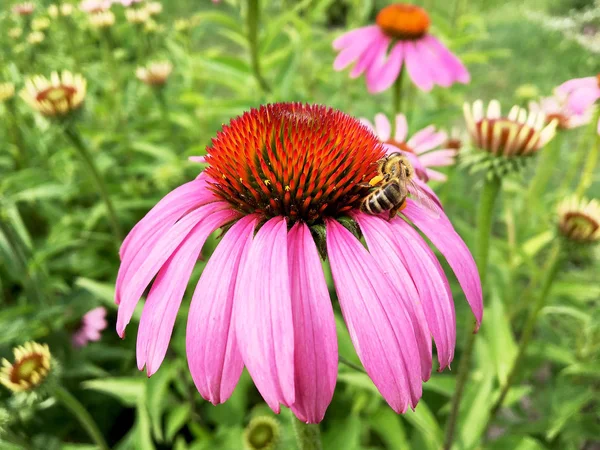 Abeja Alada Vuela Lentamente Planta Recoge Néctar Para Miel Colmenar — Foto de Stock