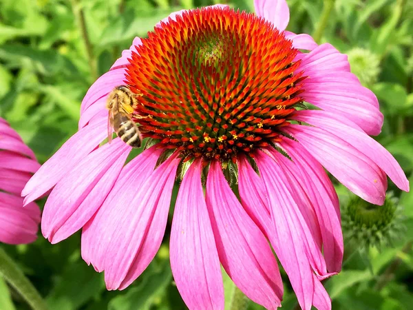 Winged bee slowly flies to the plant, collect nectar for honey on private apiary from flower. Honey clip consisting for beautiful flowers, yellow pollen on bees legs. Sweet nectar honeyed bee honey.