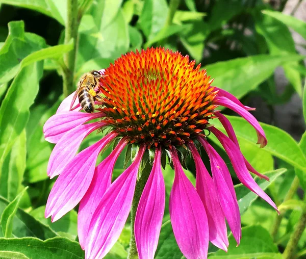 Abeja Alada Vuela Lentamente Planta Recoge Néctar Para Miel Colmenar — Foto de Stock