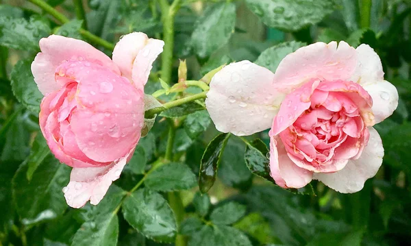 Blooming flower rose with green leaves, living natural nature, unusual aroma bouquet flora. Rose flower consisting of long pistil, rounded stamen, green grass. Botanical floral bunch from rose flowers