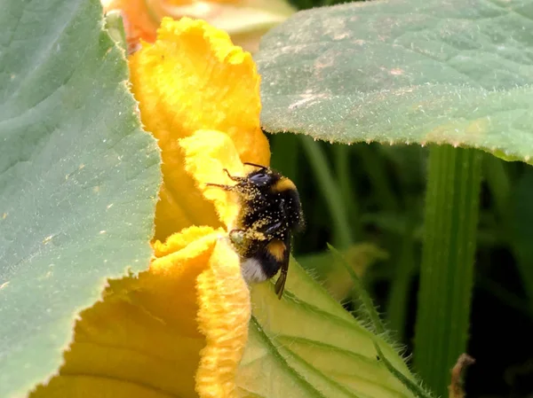 羽のついた蜂はゆっくりと植物に飛び 花から自家製の桃に蜜を集めます ミツバチの足の上に美しい花 黄色の花粉で構成される蜂蜜クリップ 甘い蜜蜜蜜蜜蜜 — ストック写真