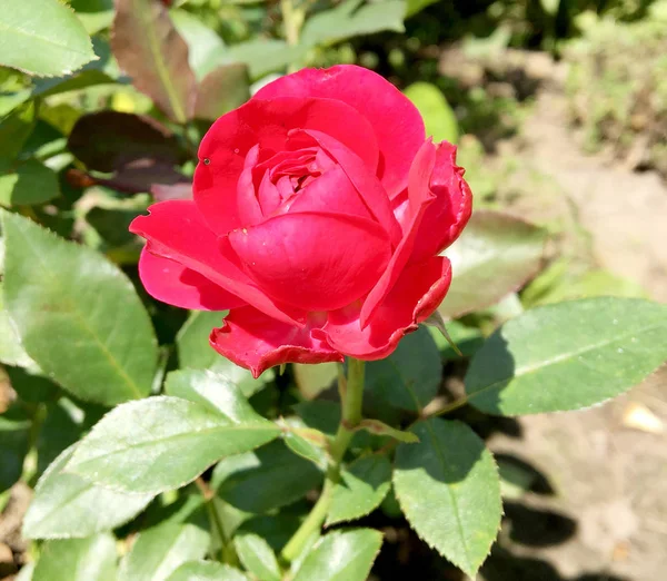 Цветущий Цветок Розы Зелеными Листьями Живой Природной Природой Необычным Ароматным — стоковое фото