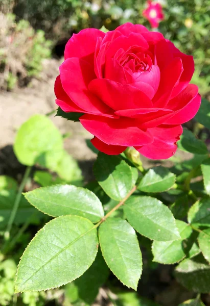 Çiçek açan çiçek doğa doğal, sıradışı aroma buket flora yaşayan yeşil yaprakları ile yükseldi. Gül çiçek uzun pistil, yuvarlak ercik, yeşil çim oluşan. Botanik çiçek demet gül çiçek üzerinden