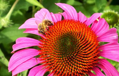 Kanatlı arı yavaşça bitkiye uçar, çiçekten özel arı kovanına bal koymak için nektar toplar. Güzel çiçekleri kapsayan bal tokası, arıların bacaklarında sarı polen. Tatlı nektar bal arısı.